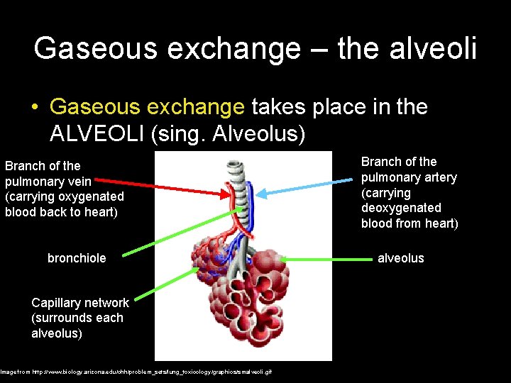 Gaseous exchange – the alveoli • Gaseous exchange takes place in the ALVEOLI (sing.