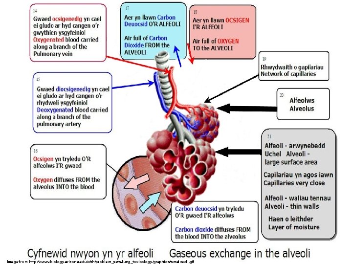 Image from http: //www. biology. arizona. edu/chh/problem_sets/lung_toxicology/graphics/smalveoli. gif 