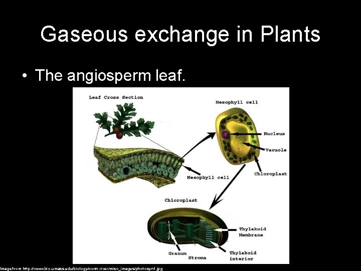 Gaseous exchange in Plants • The angiosperm leaf. Image from http: //www. bio. umass.