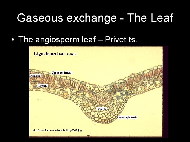 Gaseous exchange - The Leaf • The angiosperm leaf – Privet ts. http: //www