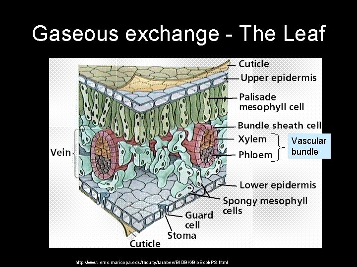 Gaseous exchange - The Leaf Vascular bundle http: //www. emc. maricopa. edu/faculty/farabee/BIOBK/Bio. Book. PS.