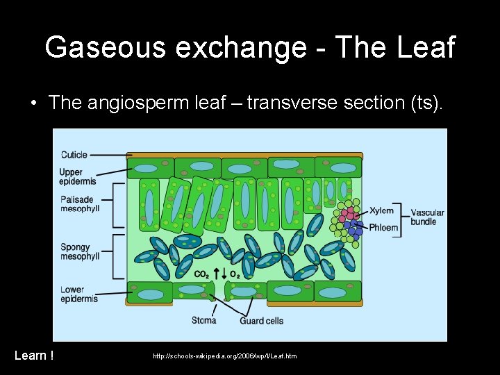 Gaseous exchange - The Leaf • The angiosperm leaf – transverse section (ts). Learn