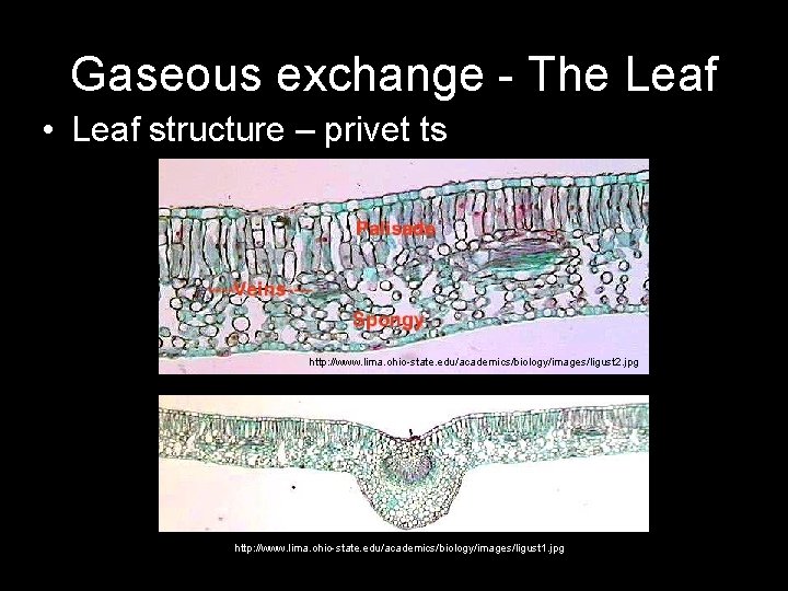 Gaseous exchange - The Leaf • Leaf structure – privet ts http: //www. lima.