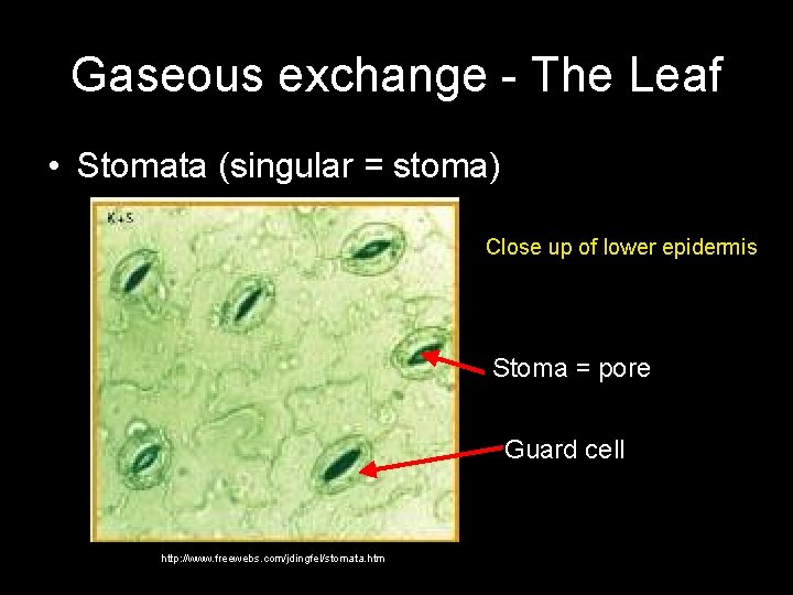 Gaseous exchange - The Leaf • Stomata (singular = stoma) Close up of lower