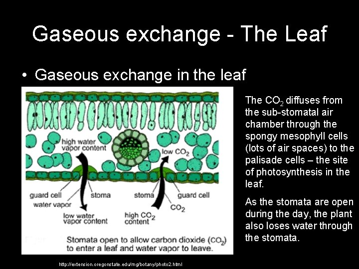 Gaseous exchange - The Leaf • Gaseous exchange in the leaf The CO 2