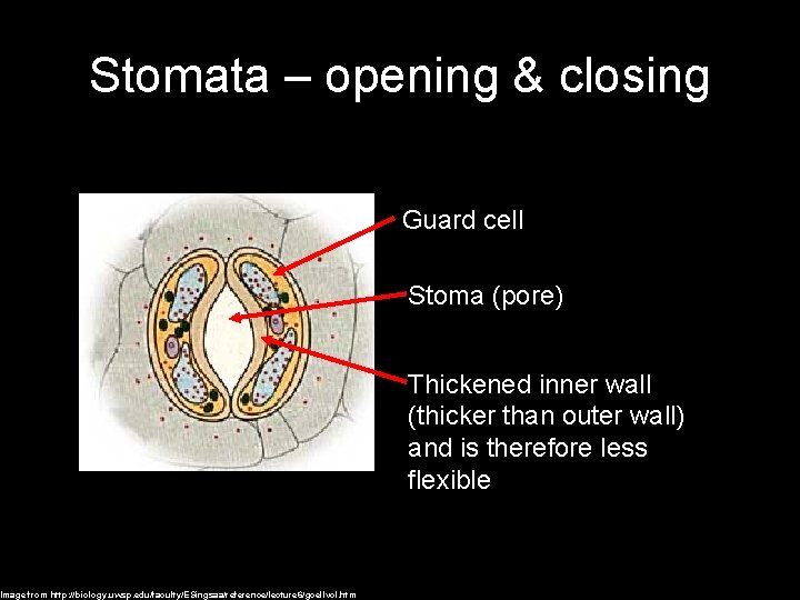 Stomata – opening & closing Image from http: //biology. uwsp. edu/faculty/ESingsaa/reference/lecture 6/gcellvol. htm Guard