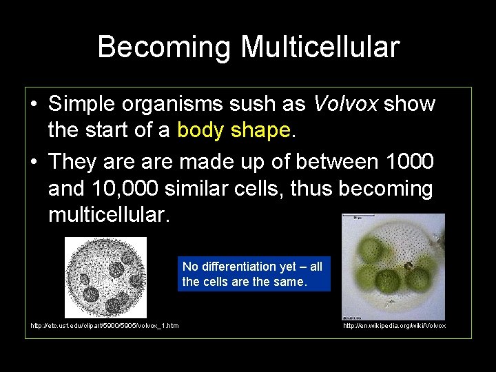 Becoming Multicellular • Simple organisms sush as Volvox show the start of a body