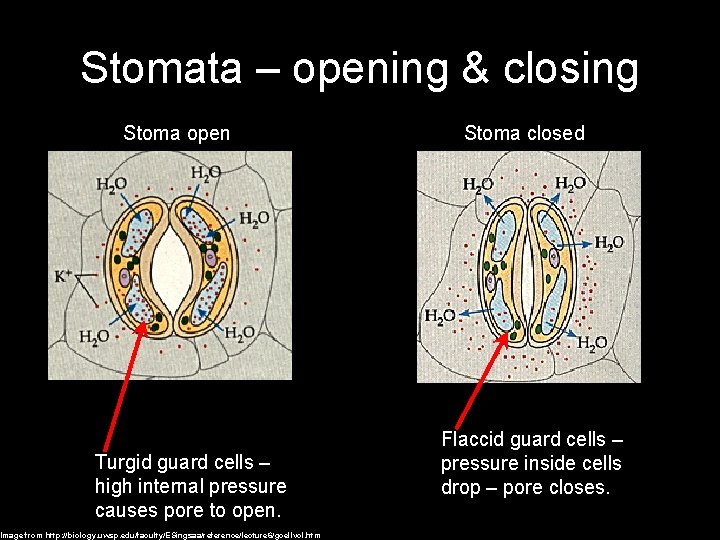 Stomata – opening & closing Stoma open Turgid guard cells – high internal pressure