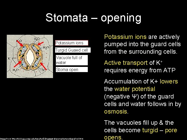 Stomata – opening Potassium ions Turgid Guaed cell Vacuole full of water Stoma open