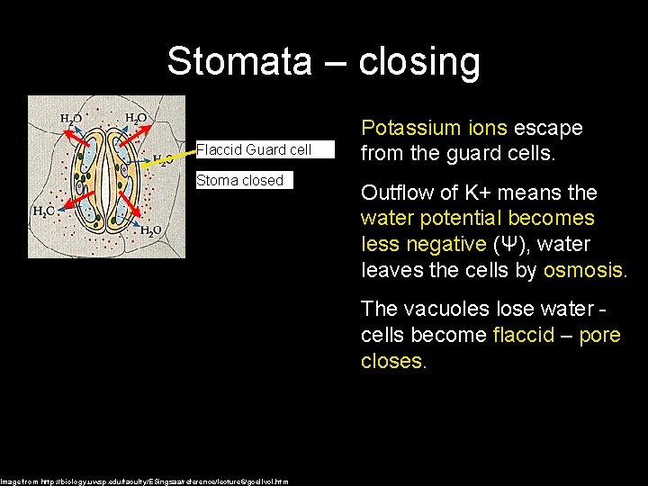 Stomata – closing Flaccid Guard cell Stoma closed Image from http: //biology. uwsp. edu/faculty/ESingsaa/reference/lecture