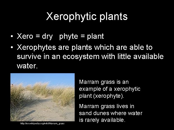Xerophytic plants • Xero = dry phyte = plant • Xerophytes are plants which