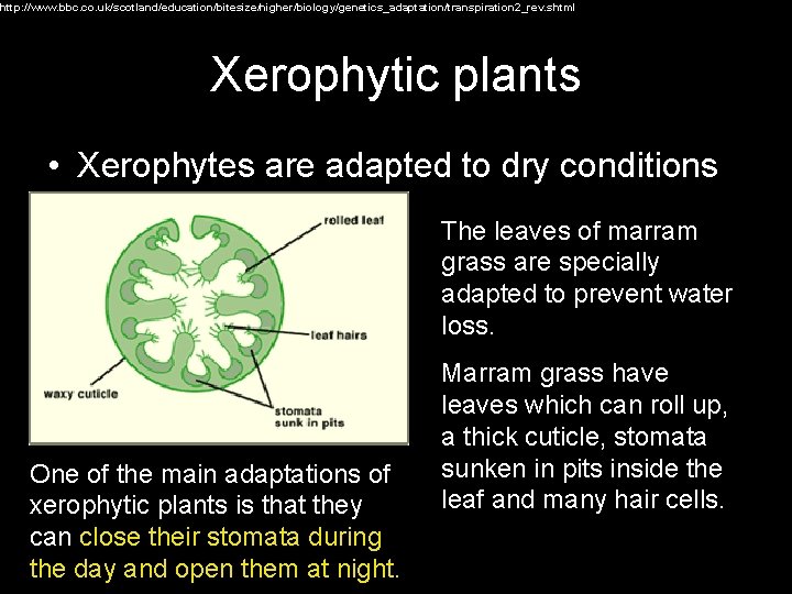 http: //www. bbc. co. uk/scotland/education/bitesize/higher/biology/genetics_adaptation/transpiration 2_rev. shtml Xerophytic plants • Xerophytes are adapted to