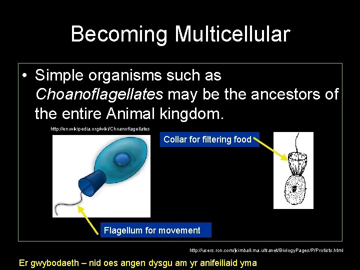 Becoming Multicellular • Simple organisms such as Choanoflagellates may be the ancestors of the