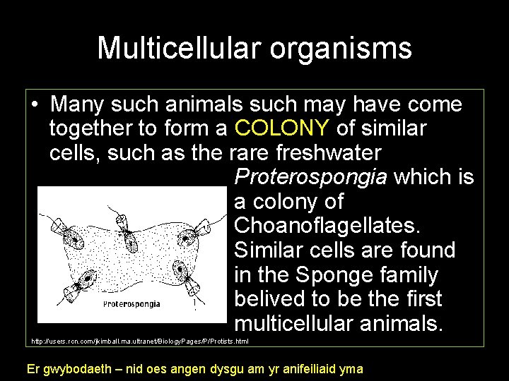 Multicellular organisms • Many such animals such may have come together to form a
