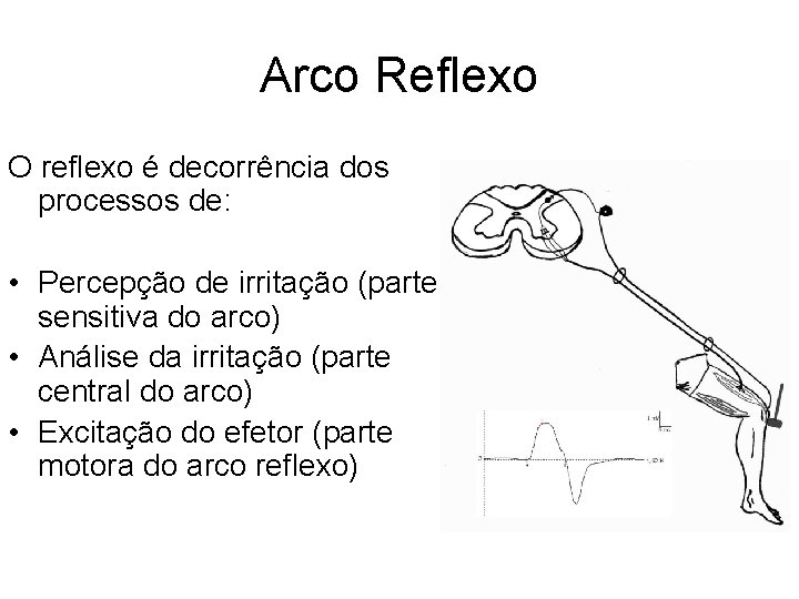 Arco Reflexo O reflexo é decorrência dos processos de: • Percepção de irritação (parte