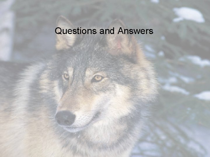 Questions and Answers 