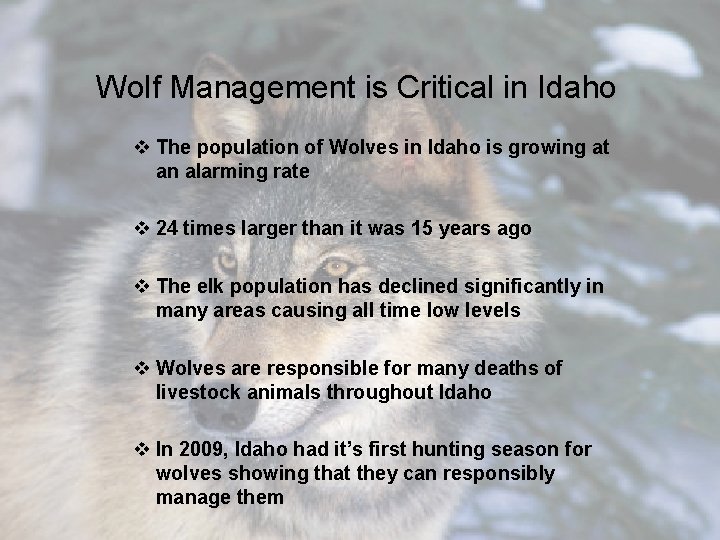 Wolf Management is Critical in Idaho v The population of Wolves in Idaho is
