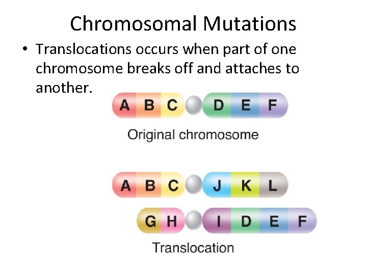 Chromosomal Mutations • Translocations occurs when part of one chromosome breaks off and attaches