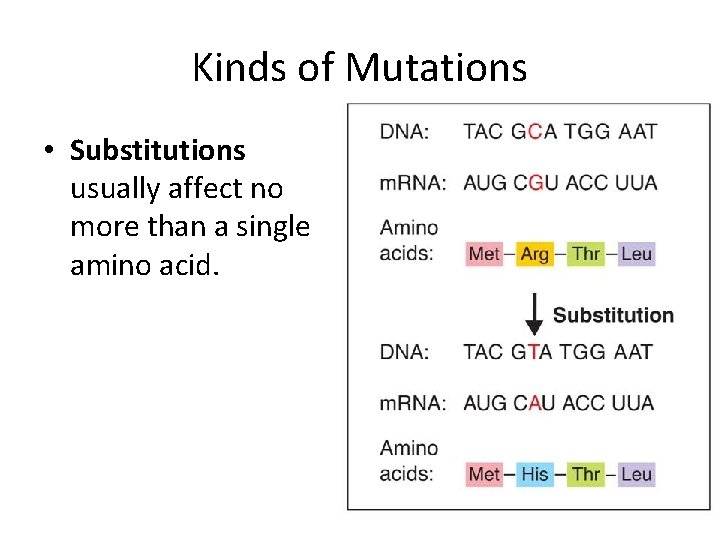 Kinds of Mutations • Substitutions usually affect no more than a single amino acid.