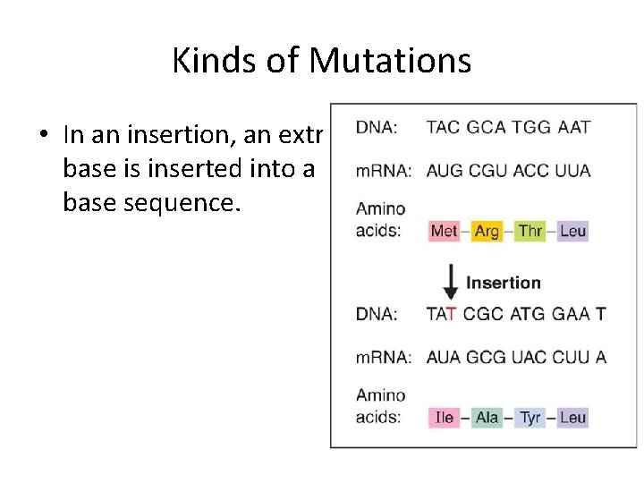 Kinds of Mutations • In an insertion, an extra base is inserted into a