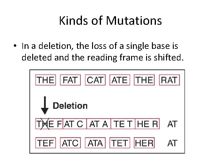 Kinds of Mutations • In a deletion, the loss of a single base is