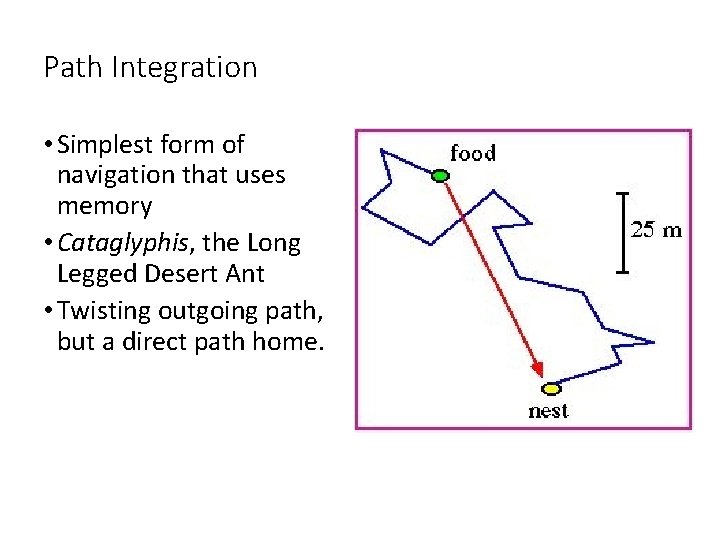 Path Integration • Simplest form of navigation that uses memory • Cataglyphis, the Long