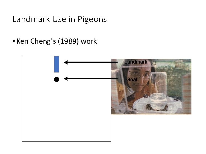 Landmark Use in Pigeons • Ken Cheng’s (1989) work Landmark Goal 