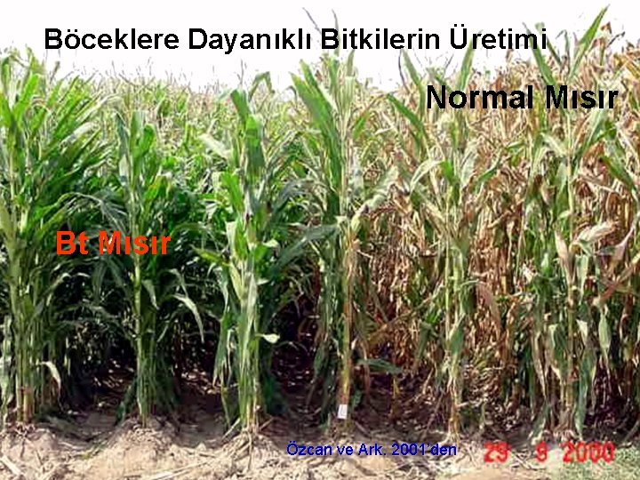 Böceklere Dayanıklı Bitkilerin Üretimi Normal Mısır Bt Mısır Özcan ve Ark. 2001’den 