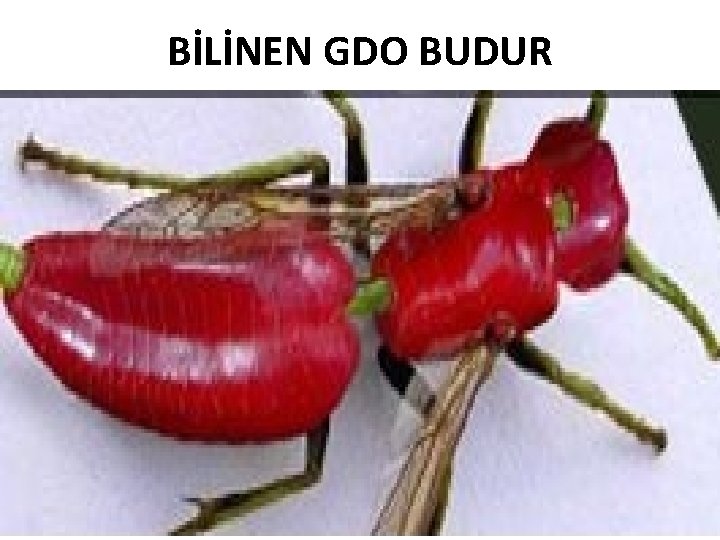 BİLİNEN GDO BUDUR 