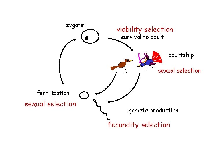 zygote viability selection survival to adult . courtship sexual selection fertilization sexual selection gamete