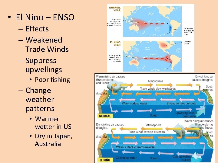  • El Nino – ENSO – Effects – Weakened Trade Winds – Suppress