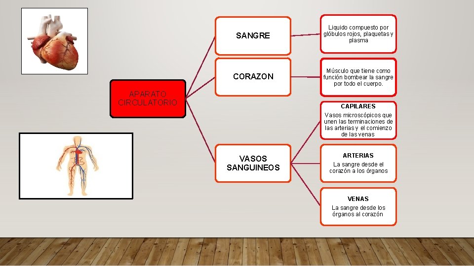 SANGRE Liquido compuesto por glóbulos rojos, plaquetas y plasma CORAZON Músculo que tiene como