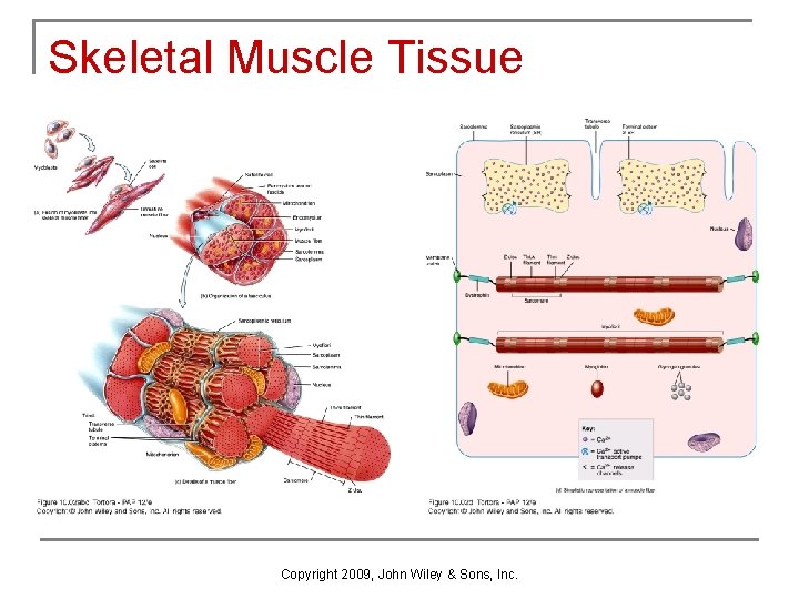 Skeletal Muscle Tissue Copyright 2009, John Wiley & Sons, Inc. 