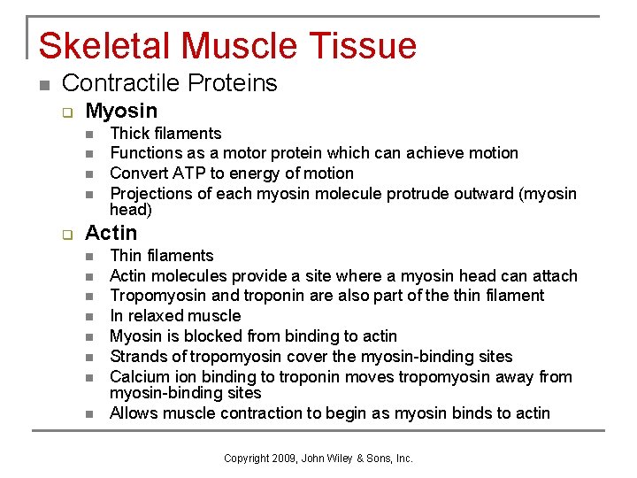 Skeletal Muscle Tissue n Contractile Proteins q Myosin n n q Thick filaments Functions