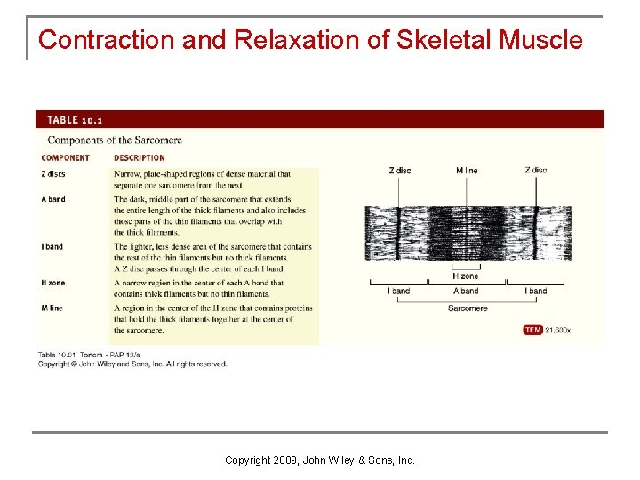 Contraction and Relaxation of Skeletal Muscle Copyright 2009, John Wiley & Sons, Inc. 