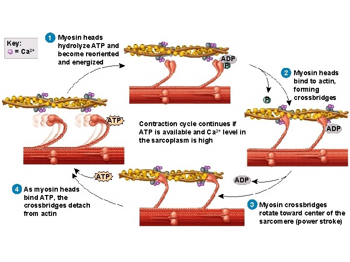 Key: = Ca 2+ 1 Myosin heads hydrolyze ATP and become reoriented and energized