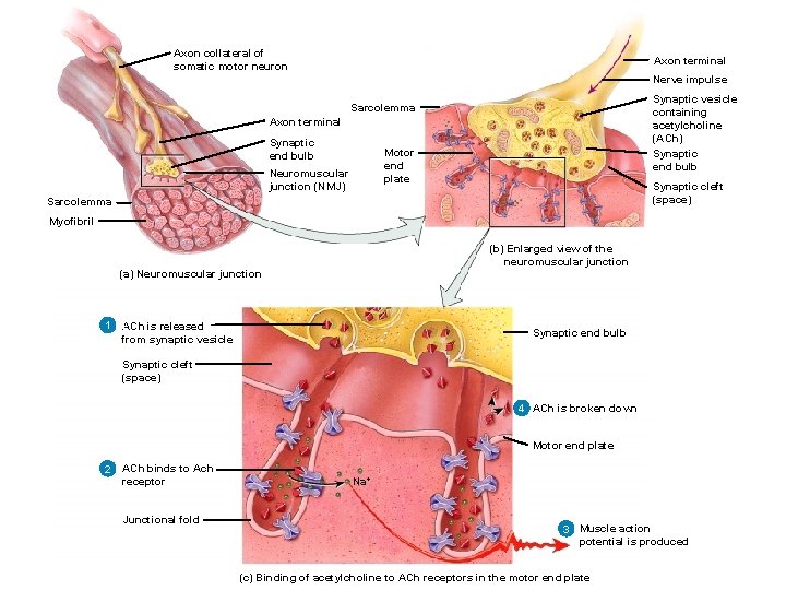 Axon collateral of somatic motor neuron Axon terminal Nerve impulse Synaptic vesicle containing acetylcholine