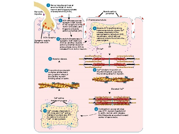 Nerve impulse 1 Nerve impulse arrives at axon terminal of motor neuron and triggers