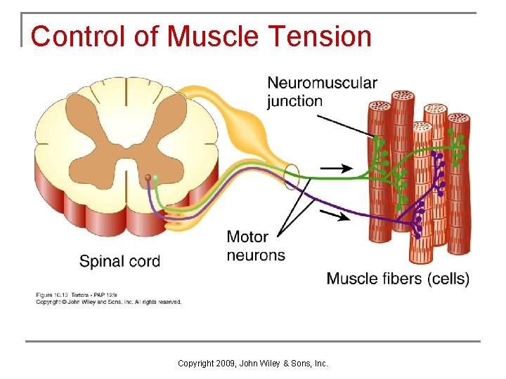 Control of Muscle Tension Copyright 2009, John Wiley & Sons, Inc. 