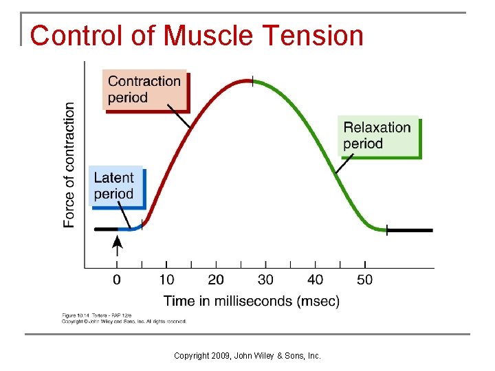 Control of Muscle Tension Copyright 2009, John Wiley & Sons, Inc. 