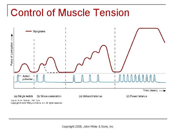 Control of Muscle Tension Copyright 2009, John Wiley & Sons, Inc. 