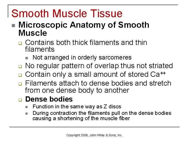 Smooth Muscle Tissue n Microscopic Anatomy of Smooth Muscle q Contains both thick filaments