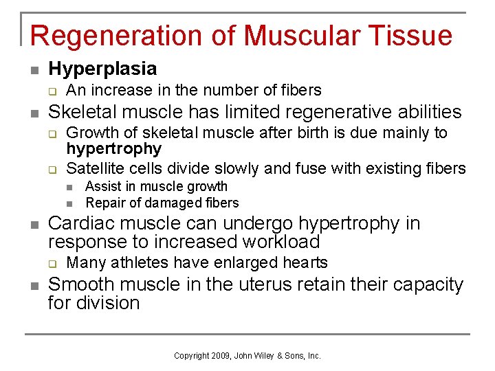 Regeneration of Muscular Tissue n Hyperplasia q n An increase in the number of