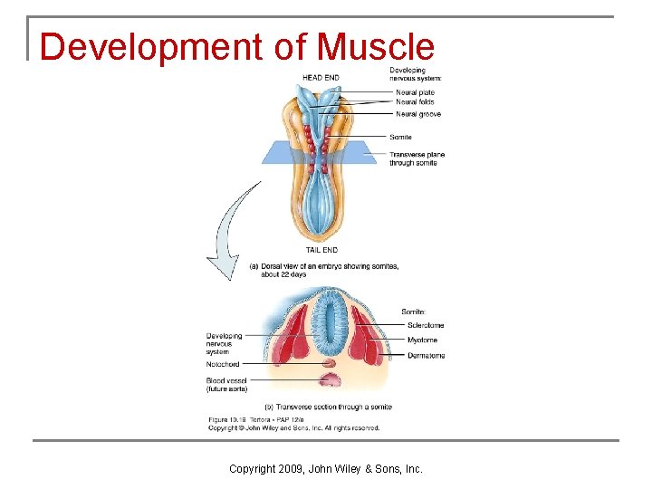 Development of Muscle Copyright 2009, John Wiley & Sons, Inc. 
