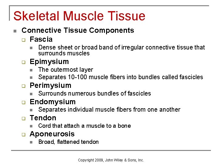 Skeletal Muscle Tissue n Connective Tissue Components q Fascia n q Epimysium n n