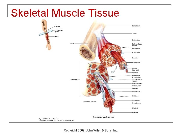 Skeletal Muscle Tissue Copyright 2009, John Wiley & Sons, Inc. 