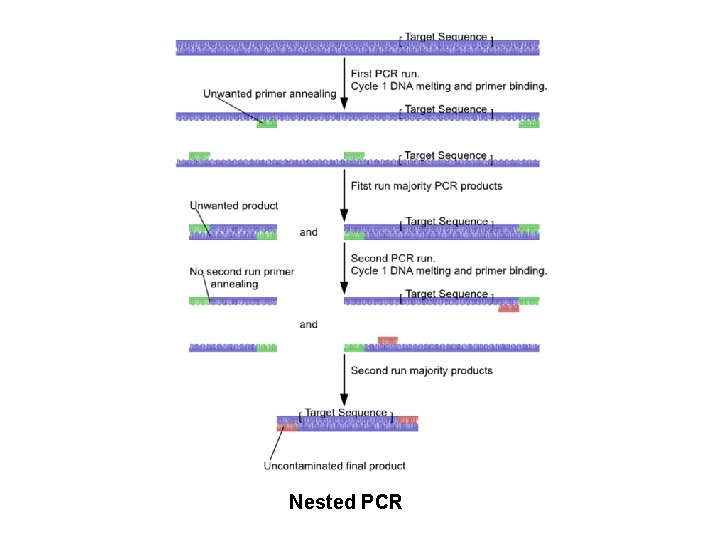 Nested PCR 