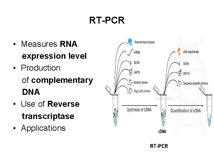 RT-PCR • Measures RNA expression level • Production of complementary DNA • Use of