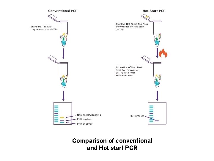 Comparison of conventional and Hot start PCR 