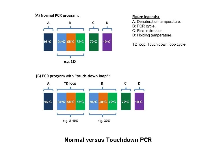 Normal versus Touchdown PCR 